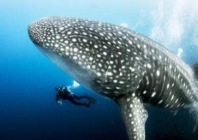 Giant Pregnant Female Whale Shark with scuba diver underwater fr