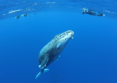 suri-yacht-charter-sea-adventure-dive-with-humpback-whales