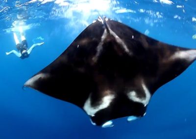 suri-yacht-charter-sea-adventure-snorkling-with-manta-rays