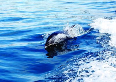 suri-yacht-charter-sea-adventure-swim-with-dolphins
